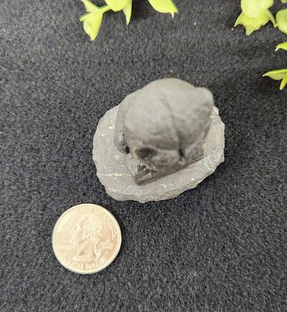 Shungite Owl Figurine (Facing Front)